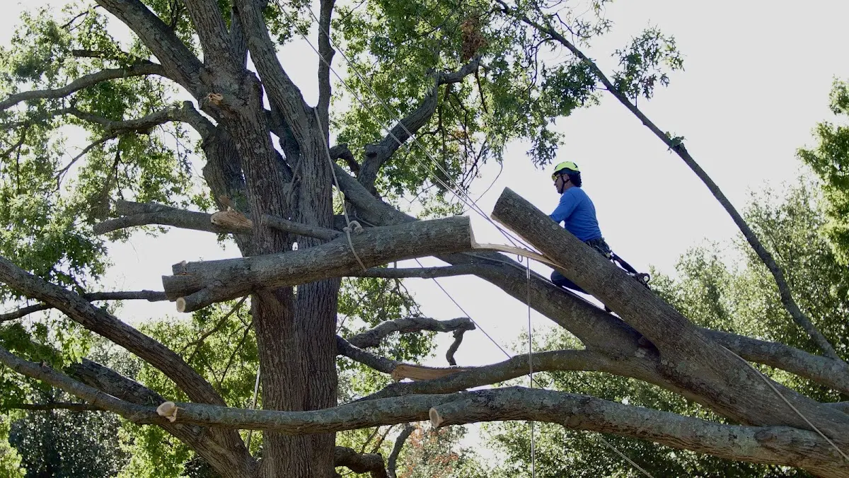 Professional Hazardous Tree Removal performed by certified arborists in Irving