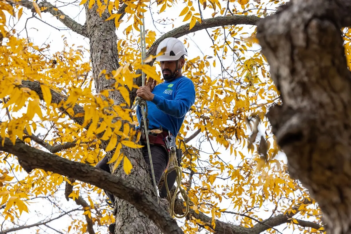 Skilled Storm Damage Cleanup crew working in Irving